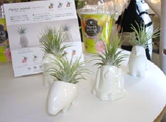 �v�����c�A�j�}��