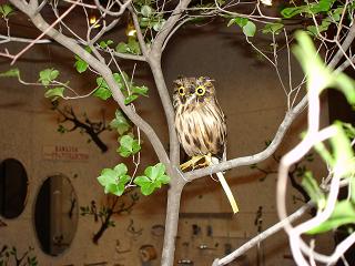 �C���e���[�j�X�щ��v��