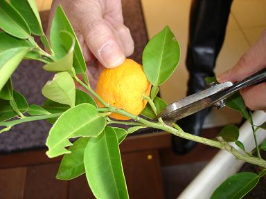 ����������̒f����