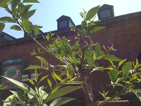 2013�ẴV�[�Y���e�B�[